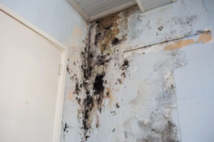 Mold Removal Shelby Township