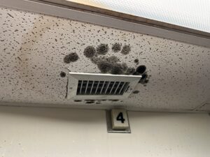 Mold Remediation Sterling Heights